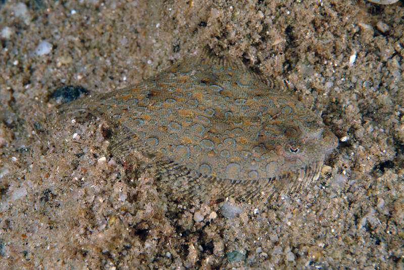 Pesce da determinare (Arnoglossus sp.)